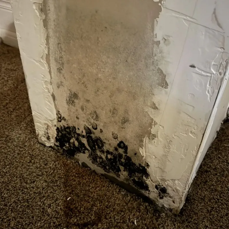 Professional Mold Removal in Dover, NH